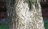 Fresno - Fraxinus excelsior. Cazorla