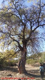 Fresno - Fraxinus excelsior. Cerca del Can de la Caldera - Santisteban del Puerto