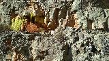 Pinturas rupestres del Cimbarrillo de Mara Antonia I. Abrigo