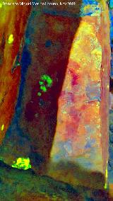 Pinturas rupestres del Cimbarrillo de Mara Antonia I. Tratada con Dstretch