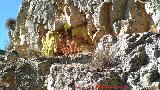 Pinturas rupestres del Cimbarrillo de Mara Antonia I. Abrigo