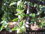 Manzano - Malus domestica. Cazorla