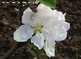 Manzano - Malus domestica. Valdepeas de Jan