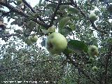 Manzano - Malus domestica. Los Anchos - Santiago Pontones