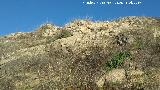 Castelln de Caviedes. Muralla