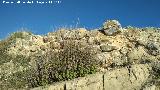 Castelln de Caviedes. Muralla