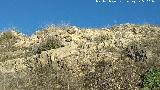Castelln de Caviedes. Muralla
