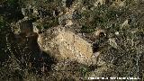 Castelln de Caviedes. 