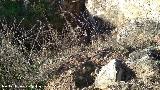 Castelln de Caviedes. Hueco
