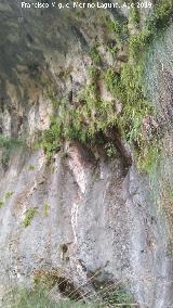 Aguascebas Grande. Paredes rocosas con la endmica Grasilla