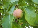 Peral - Pyrus communis. Navas de San Juan