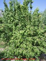 Peral - Pyrus communis. Peral asilvestrado. Arroyo Padilla - Jan