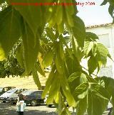 Arce - Acer negundo. Los Villares