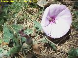 Correhuela rosa - Convolvulus althaeoides. Cerro El Romeral - Torres de Albanchez