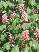 Castao de Indias - Aesculus hippocastanum. Alcal la Real