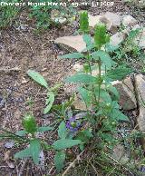 Consuelda menor - Prunella vulgaris. Segura