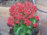 Calanchoe - Kalanchoe blossfeldiana. Navas de San Juan