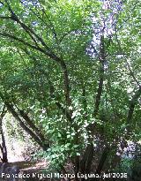 Cornejo - Cornus sanguinea. Cazorla