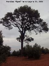 El Pino