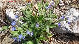 Lengua de buey - Anchusa azurea. Benaocaz