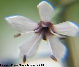 Lisimaquia roja - Lysimachia ephemerum. Segura