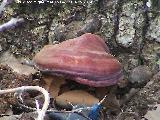 Yesquero bermelln - Pycnoporus cinnabarinus. Zagrilla Baja - Priego de Crdoba
