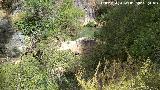 Ro Caamares. Poza y cascada