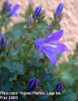 Campanilla dlmata - Campanula muralis. Los Villares