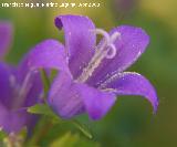 Campanilla dlmata - Campanula muralis. Los Villares