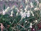 Colleja - Silene vulgaris. Los Villares