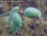 Colleja - Silene vulgaris. Segura