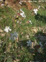 Colleja - Silene vulgaris. Cerro Montaes - Jan