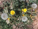 Diente de len - Taraxacum officinale. Cerro del Castillo - Santa Elena