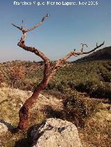 Arbolillo Dorado. 