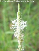 Llantn menor - Plantago lanceolata. Segura