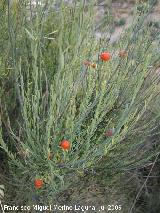 Guardalobo - Osyris alba. Los Villares