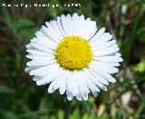 Margarita - Bellis perennis. Jan