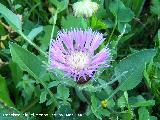 Centaurea pullata - Centaurea pullata. Jan