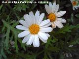 Margarita leosa - Argyranthemum frutescens. Jan