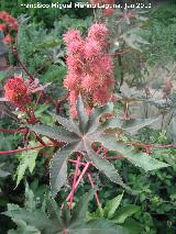 Ricino - Ricinus communis. Jzcar