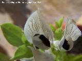 Haba - Vicia faba. Los Villares