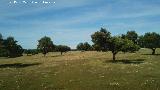 Finca Puerto Laca. Dehesa