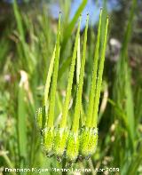 Peine de Venus - Scandix pecten-veneris. Los Villares