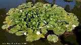 Nenfar Blanco - Nymphaea alba. Alhambra - Granada