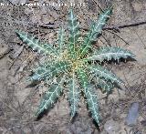 Cardo prieto - Ptilostemon hispanicus. Segura