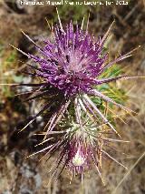 Cardo prieto - Ptilostemon hispanicus. Pea de la Fuente - Jamilena