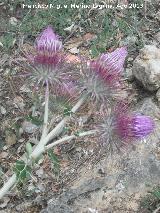 Cardo prieto - Ptilostemon hispanicus. Prado Maguillo - Santiago Pontones