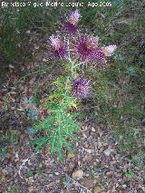 Cardo prieto - Ptilostemon hispanicus. Segura