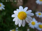 Manzanilla bastarda - Anthemis arvensis. Arquillos