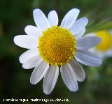 Manzanilla bastarda - Anthemis arvensis. Arquillos